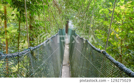 View of an evergreen rainforest canopy walkway, Borneo, Malaysia. 129275029