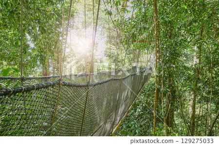 View of an evergreen rainforest canopy walkway, Borneo, Malaysia. 129275033