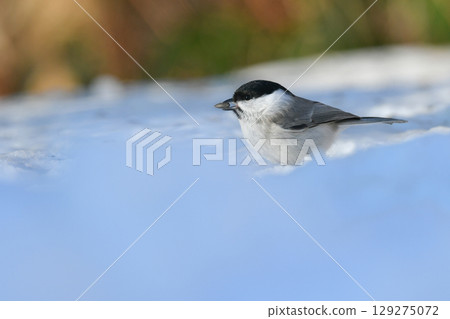 The large-billed tit is a cute, familiar bird found only in Hokkaido and can be found in parks and residential areas. 129275072