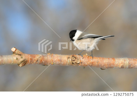 The large-billed tit is a cute, familiar bird found only in Hokkaido and can be found in parks and residential areas. 129275075