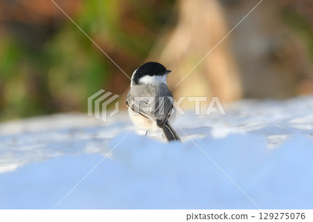 The large-billed tit is a cute, familiar bird found only in Hokkaido and can be found in parks and residential areas. 129275076