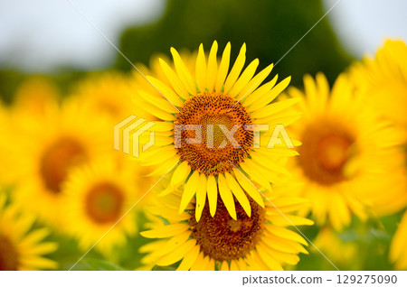 向日葵 129275090