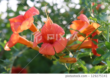 夏日花園裡盛開的紅花喇叭花 129275141