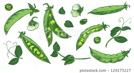 Vector set with green pea pods, leaves, flowers and shoots. Bean pod, seeds visible. Imitation of color engraving technique. Useful vegetable crop. Peas are hand drawn. Vector set with green pea pods, leaves, flowers and shoots. Bean pod, seeds visible. Imitation of color engraving technique. Useful vegetable crop. Peas are hand drawn. 129275227