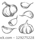 Vector sketch of a whole head of garlic and cloves. Hand drawn illustration in engraving style. Detailed drawing of the aromatic seasoning with ink and brush. Sketch for packaging or logo. 129275228