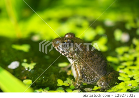Rice field frog 129275322