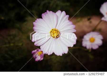 秋季花壇盛開的粉紅色波斯菊 129275487
