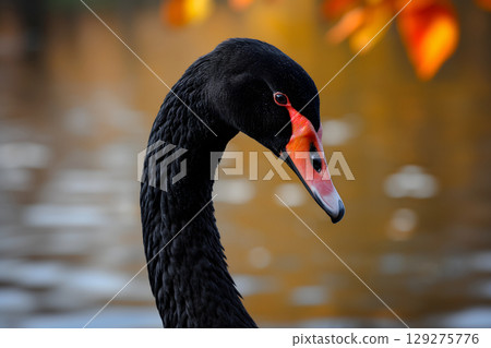 Black swan on water surface, close up 129275776