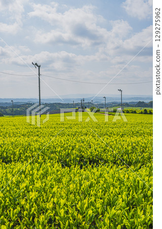 The expansive tea fields of Iwata City (Shizuoka Prefecture) 129275962