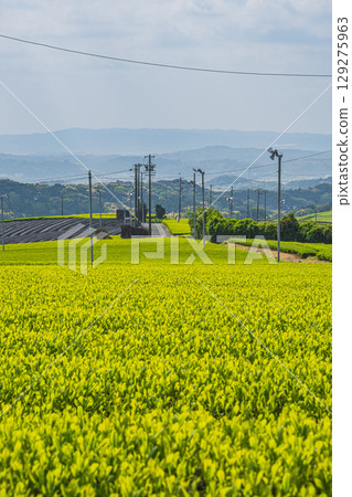 磐田市(靜岡縣)廣闊的茶田 磐田市(靜岡縣)廣闊的茶田 129275963
