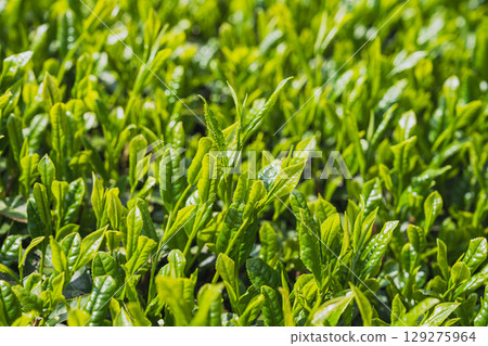 The expansive tea fields of Iwata City (Shizuoka Prefecture) The expansive tea fields of Iwata City (Shizuoka Prefecture) 129275964