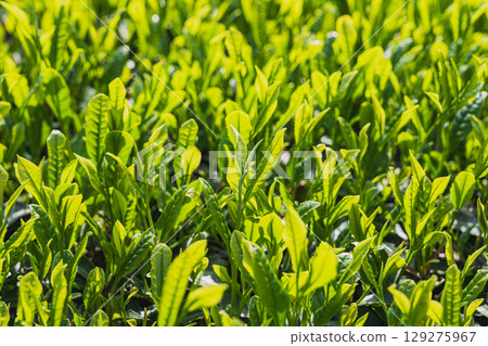 The expansive tea fields of Iwata City (Shizuoka Prefecture) 129275967