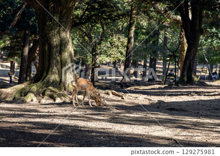 Young sika deer bends to the ground under tall trees in Nara, Japan Young sika deer bends to the ground under tall trees in Nara, Japan 129275981