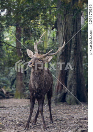 Vertical portrait of sacred sika deer with antlers standing in forest of Nara Park 129275986