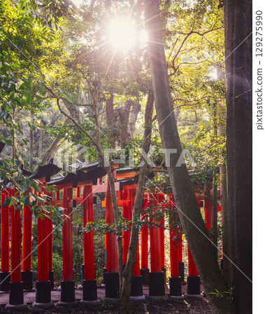 Sunlight streams through tree canopy in sacred forest of Fushimi Inari in Kyoto, Japan Sunlight streams through tree canopy in sacred forest of Fushimi Inari in Kyoto, Japan 129275990