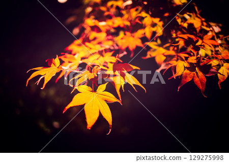 Japanese maple branch with glowing red autumn leaves illuminated by soft light Japanese maple branch with glowing red autumn leaves illuminated by soft light 129275998
