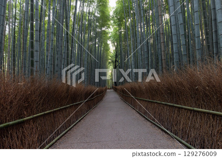 In the early morning calm, Arashiyama Bamboo Forest stands empty 129276009