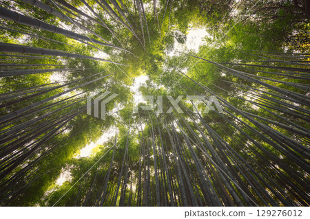 Upward photo from Kyoto Arashiyama Forest with a warm film look captures the textured symmetry Upward photo from Kyoto Arashiyama Forest with a warm film look captures the textured symmetry 129276012
