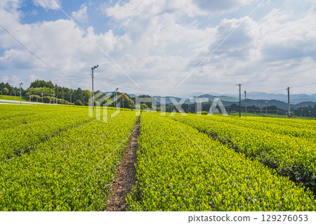 磐田市(靜岡縣)廣闊的茶田 磐田市(靜岡縣)廣闊的茶田 129276053