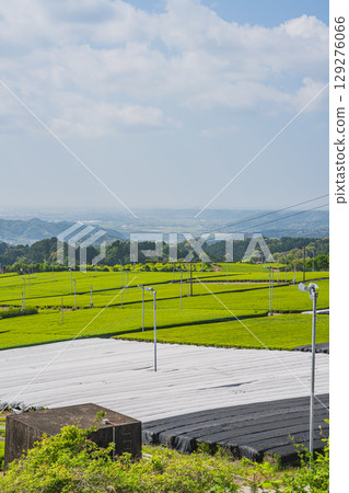 The expansive tea fields of Iwata City (Shizuoka Prefecture) 129276066