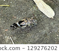 死蟬 死蟬 129276202