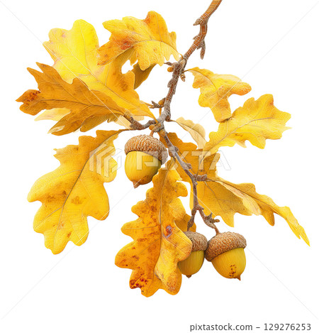 Autumn oak branch with acorns. AI-generated item Autumn oak branch with acorns. AI-generated item 129276253