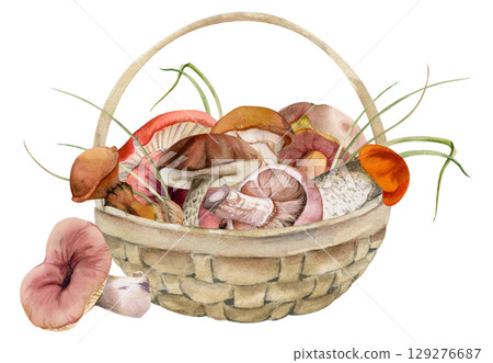 Basket of picked mushrooms, autumn forest harvest of bolete russula webcap milk-cap fungi, grass blades, vegan cooking edible raw ingredient. Illustration hand drawn in watercolor. Wild food market 129276687