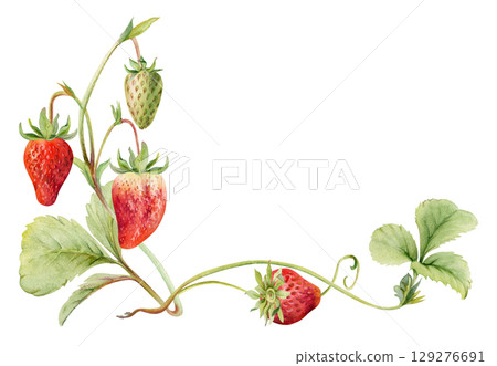 Strawberry on stems, leaves vines tendrils, hanging ripe garden berry pineberry strasberry snakeberry. Isolated botanical illustration hand drawn in watercolor. Farmers market, eco gardening calendar Strawberry on stems, leaves vines tendrils, hanging ripe garden berry pineberry strasberry snakeberry. Isolated botanical illustration hand drawn in watercolor. Farmers market, eco gardening calendar 129276691