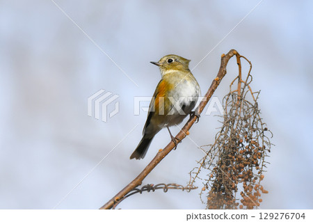 紅脅藍尾鴝是一種美麗的藍色鳥類，冬天可以在公園和花園中看到，是一種熟悉且受歡迎的野生鳥類。 129276704