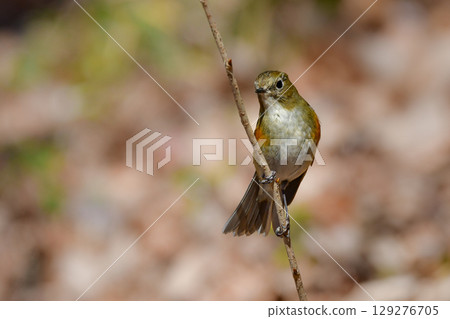 紅脅藍尾鴝是一種美麗的藍色鳥類，冬天可以在公園和花園中看到，是一種熟悉且受歡迎的野生鳥類。 129276705