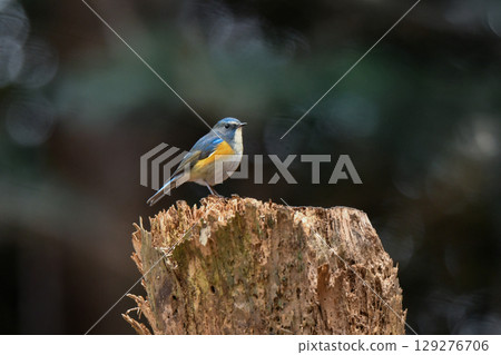 紅脅藍尾鴝是一種美麗的藍色鳥類，冬天可以在公園和花園中看到，是一種熟悉且受歡迎的野生鳥類。 129276706