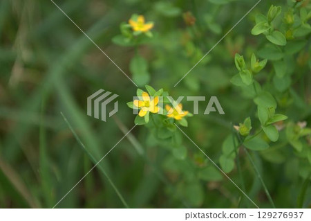 苔蘚聖約翰草花 苔蘚聖約翰草花 129276937