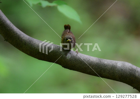 The Wren is a very small bird that is popular in the mountains in summer and can be seen in streams and plateaus such as Karuizawa. 129277528
