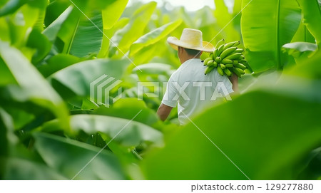 A farmer carrying a bunch of bananas through a lush banana plantation 129277880