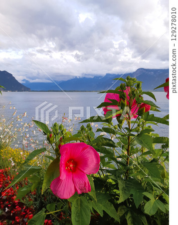 beautiful seascape of flowers against the background of mountains and a lake 129278010
