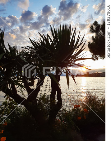 large tropical palm trees grow on the coast at sunset 129278016
