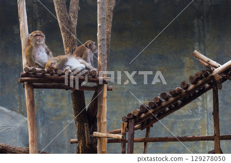 a beautiful little monkey in a zoo in captivity 129278050
