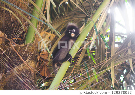 beautiful little leaf monkey in the zoo on the tree 129278052
