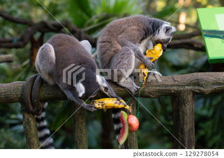 a beautiful lemur with a striped tail in the zoo eats a banana 129278054