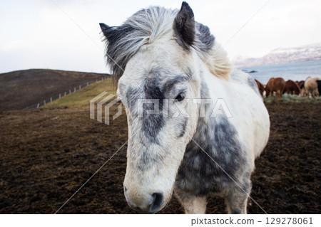 beautiful Icelandic horses with long manes are grazing and eating hay beautiful Icelandic horses with long manes are grazing and eating hay 129278061