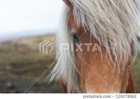 beautiful Icelandic horses with long manes are grazing and eating hay beautiful Icelandic horses with long manes are grazing and eating hay 129278062