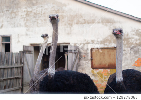 a flock of adult ostriches on a farm a flock of adult ostriches on a farm 129278063