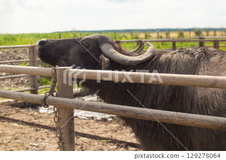 a herd of young buffalo lives on a rural farm a herd of young buffalo lives on a rural farm 129278064