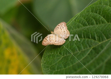 beautiful colorful butterfly in the garden on a flower beautiful colorful butterfly in the garden on a flower 129278068