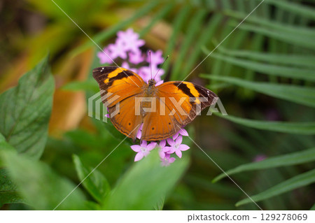 beautiful colorful butterfly in the garden on a flower beautiful colorful butterfly in the garden on a flower 129278069