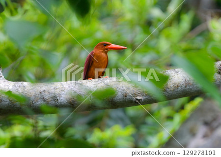 The Ruddy Kingfisher is a popular wild bird with a beautiful red beak and orange feathers that can be found in Yanbaru and Amami Oshima in Okinawa. 129278101
