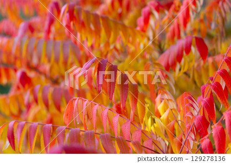 close up of beautiful red leaves of Rhus typhina tree close up of beautiful red leaves of Rhus typhina tree 129278136