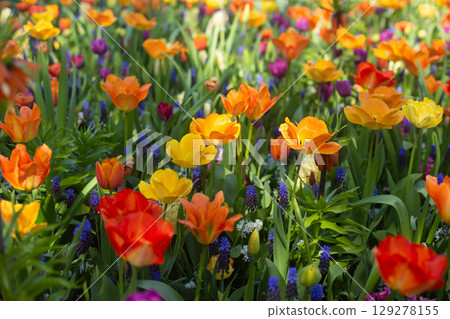 beautiful colorful tulip flowers are growing in the garden 129278155
