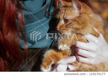 close-up portrait of a curly and fluffy red cat in the hands of a girl close-up portrait of a curly and fluffy red cat in the hands of a girl 129278177