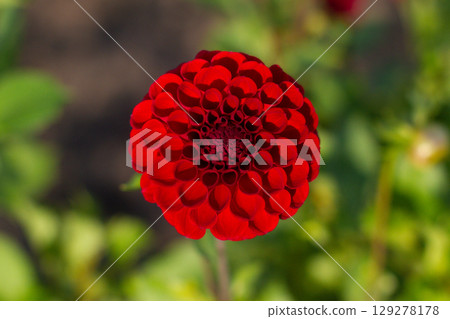 close up of a beautiful Dahlias flower in the garden 129278178
